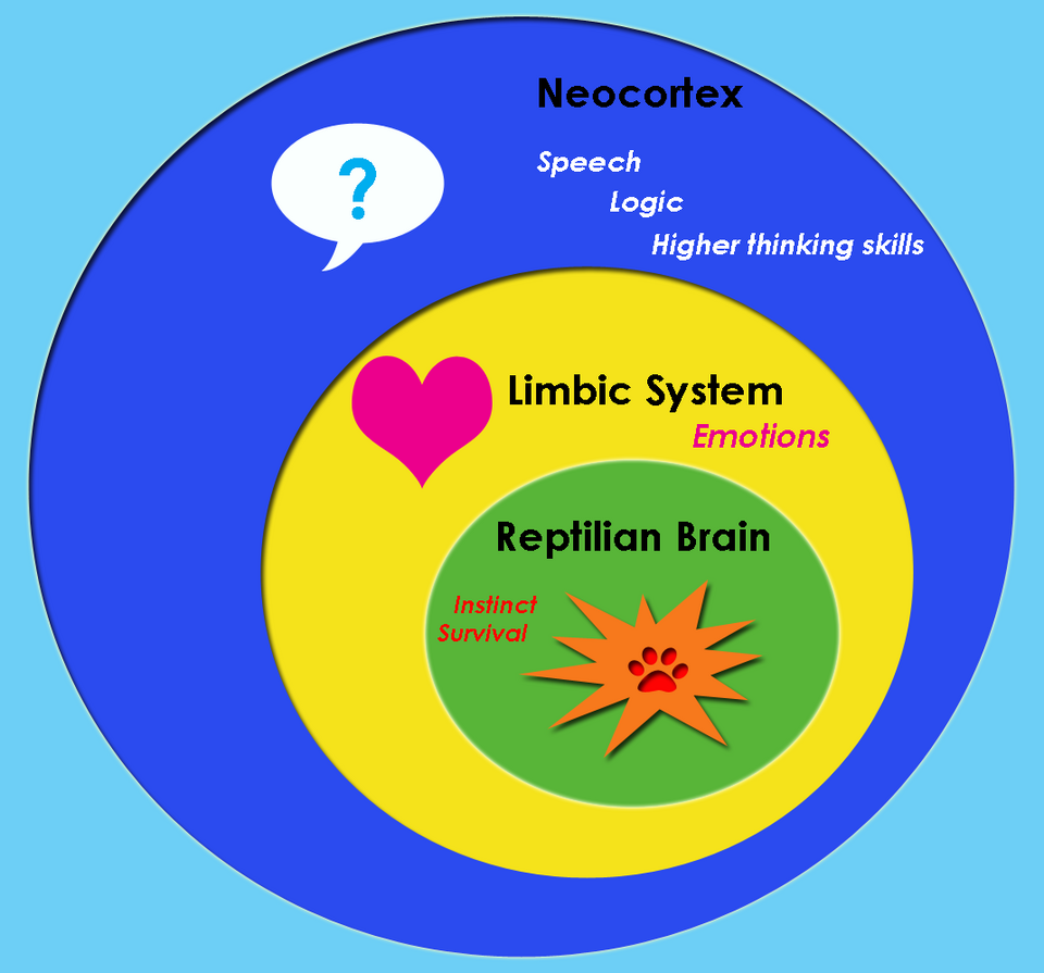 The Triune Brain Model: evolutionary layers from the reptilian core to the human neocortex